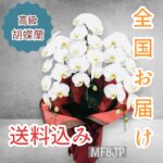 胡蝶蘭/全国発送/全国お届け/開業祝い/開店祝い/移転祝い/会長就任/社長就任/支店長就任